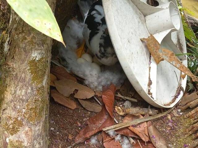 Terreno para Venda em Manaus - 4
